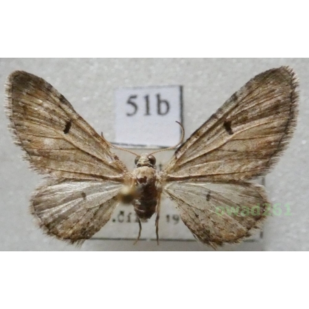 Eupithecia pimpinellata (Hübner, 1813) Czech51b